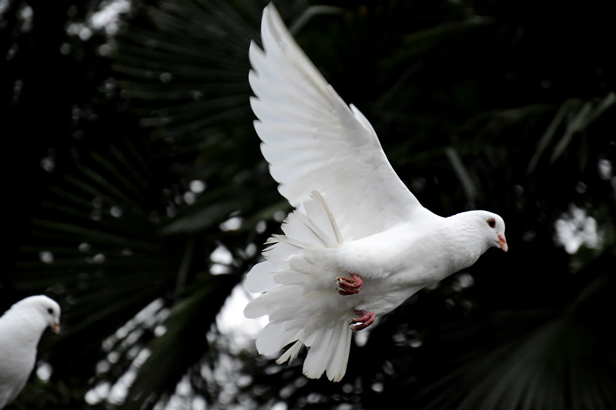La symbolique des oiseaux dans les funérailles et les cimetières