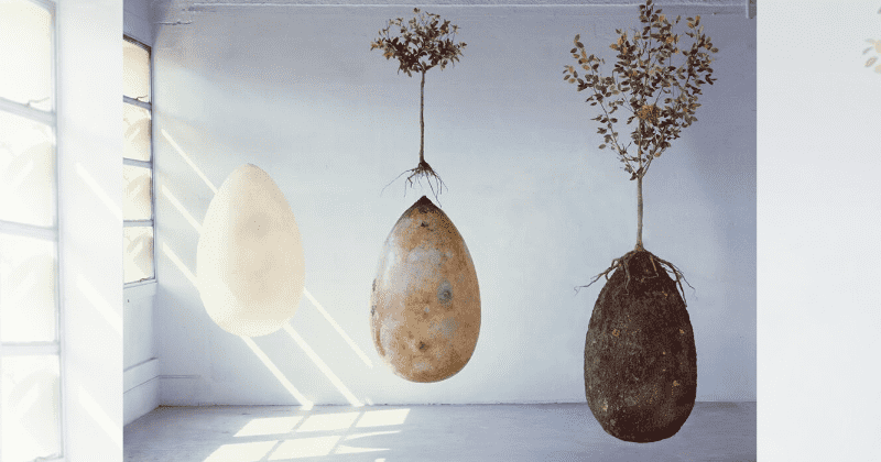 capsules funéraires arbres