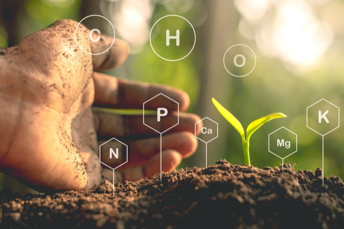 La promession : serait-elle la future alternative funéraire écologique ?