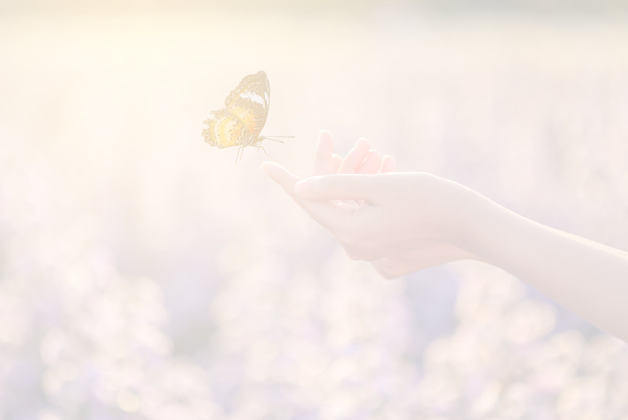 Cartes de Remerciements <br> Décès " papillon "